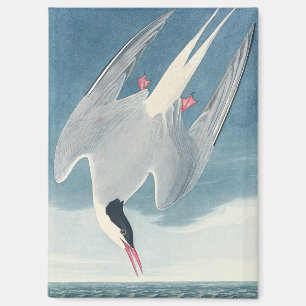 Imán Arte de ave costera charrán ártico vintage Audubon