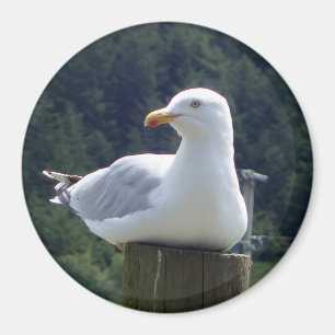 Imán Arte de Ave Costera en Reposo Gaviota Fotografía C
