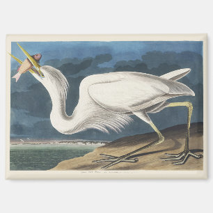 Imán Arte de ave de Garza Blanca Grande de Audubon vint