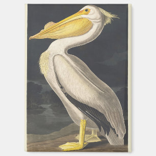 Imán Arte de ave del pelícano blanco americano vintage