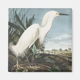 Imán Arte de ave Garza Nivosa de Audubon vintage