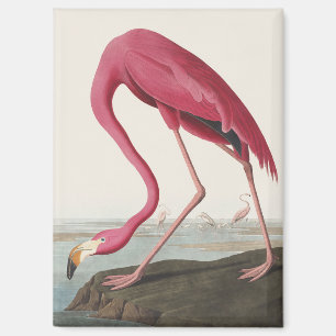Imán Arte de ave rosa flamenco americano vintage de Aud