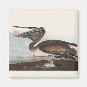 Imán Arte de aves costeras vintage de Audubon Pelícano 