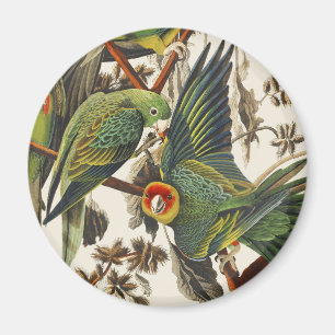 Imán Arte de aves del loro de Carolina vintage de Audub
