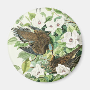 Imán Arte de flores de aves de Audubon vintage paloma l