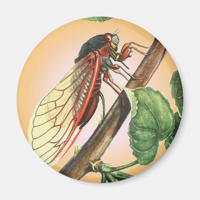 Imán Arte de Ilustracion de insectos Cicada (Frente)