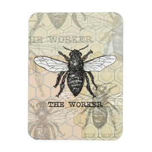Imán Arte de ilustración vintage de abeja trabajadora