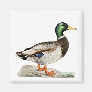 Imán Arte de la naturaleza de la caza del pato en el te