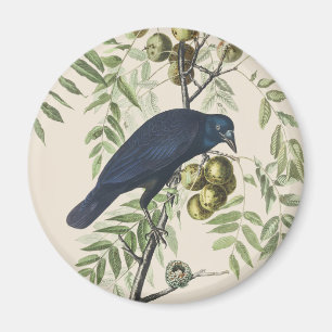 Imán Arte de la naturaleza del cuervo americano Audubon