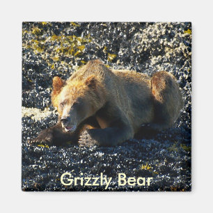 Imán Arte de oso grizzly