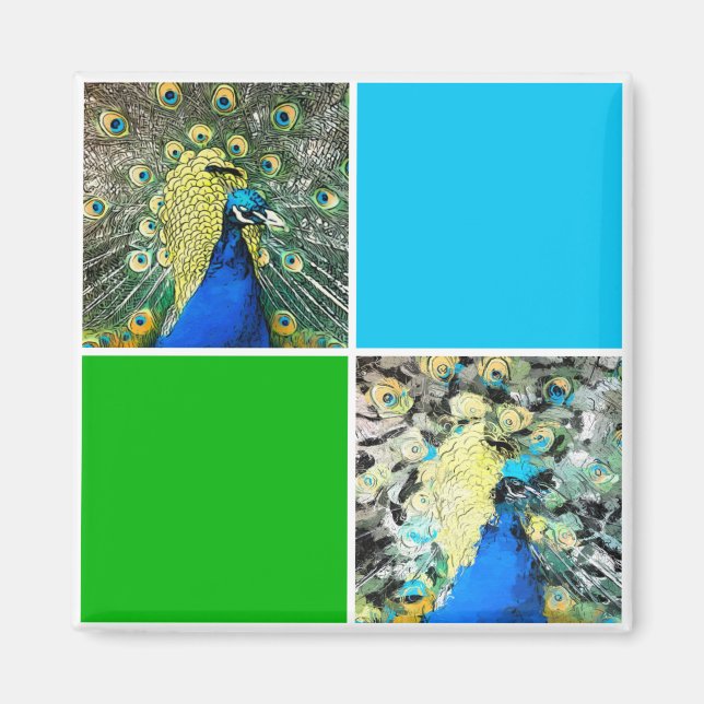 Imán Arte de Peacock (Frente)