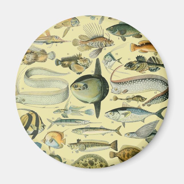 Imán Arte de pesca científica de peces de época (Frente)