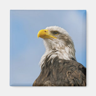 Imán Arte de retrato de vida silvestre de águila calva
