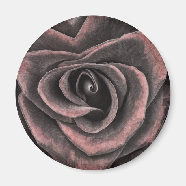 Imán Arte de Rosa morado oscuro vintage (Frente)