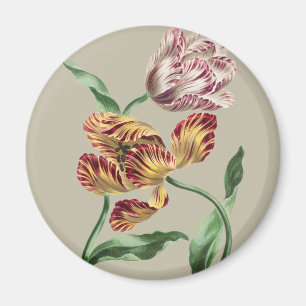 Imán Arte de Tulipán Botánico del Siglo XVIII Chic Vint