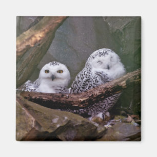 Imán Arte de vida silvestre del bosque de pareja de búh