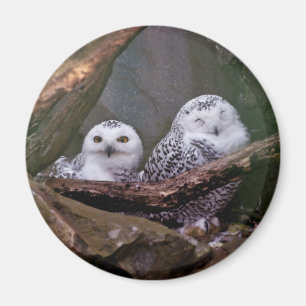 Imán Arte de vida silvestre del bosque de pareja de búh