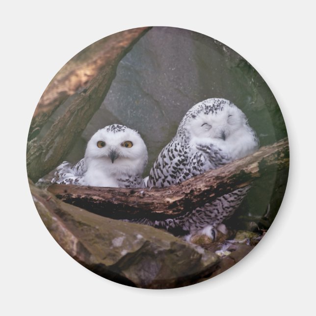 Imán Arte de vida silvestre del bosque de pareja de búh (Frente)