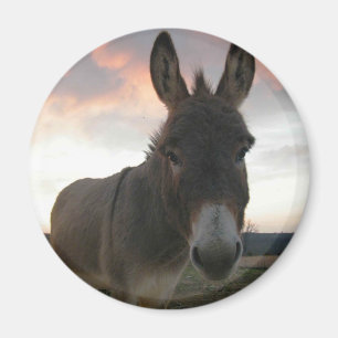 Imán Arte del burro