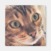 Arte digital cerca de hermosos ojos de gato grande