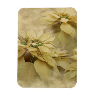 Imán Arte digital de poinsettias de color crema