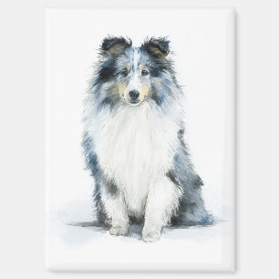 Imán Arte en Acuarela de Shetland Sheepdog BLUE MERLE