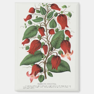 Imán Arte Floral Rojo Vintage Clematis Coccinea