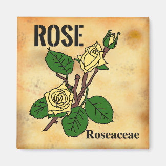 Imán Arte lineal de Rosa Amarilla estilo papel envejeci