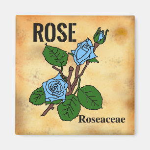Imán Arte lineal de rosa azul estilo papel envejecido