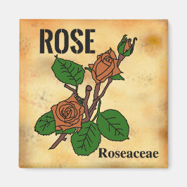Imán Arte lineal de Rosa Naranja estilo papel envejecid