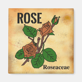 Imán Arte lineal de Rosa Naranja estilo papel envejecid
