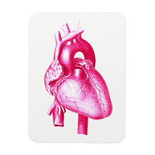 Imán Arte pop de la cardiología: Anatomía humana rosa