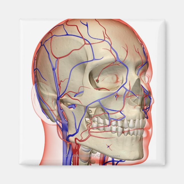 Imán Arterias y venas en cabeza y cuello (Frente)