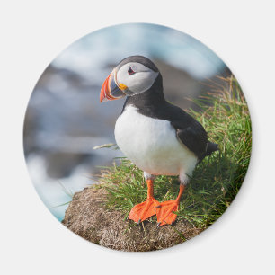 Imán Ártica de la Fratercula de Puffin Atlántica