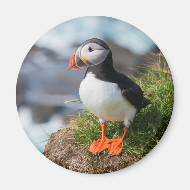 Imán Ártica de la Fratercula de Puffin Atlántica (Frente)