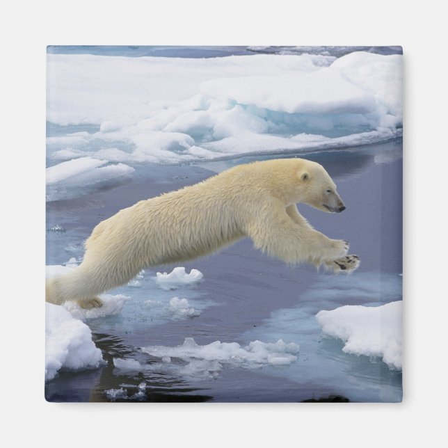 Imán Ártico, Svalbard, Oso polar extendiéndose (Frente)