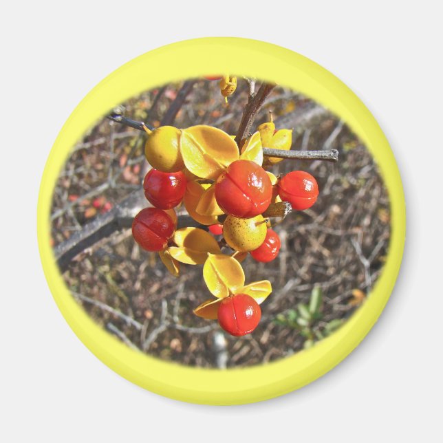 Imán Artículos de Bitterdulce Vine Berries (Frente)
