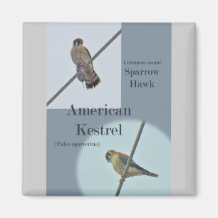 Imán Artículos de Cernícalo Americano (Falco sparverius