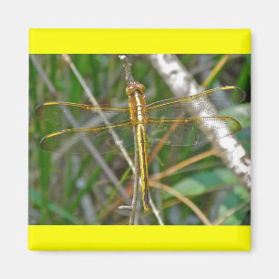 Imán Artículos de libélula dorada (Sympetrum)