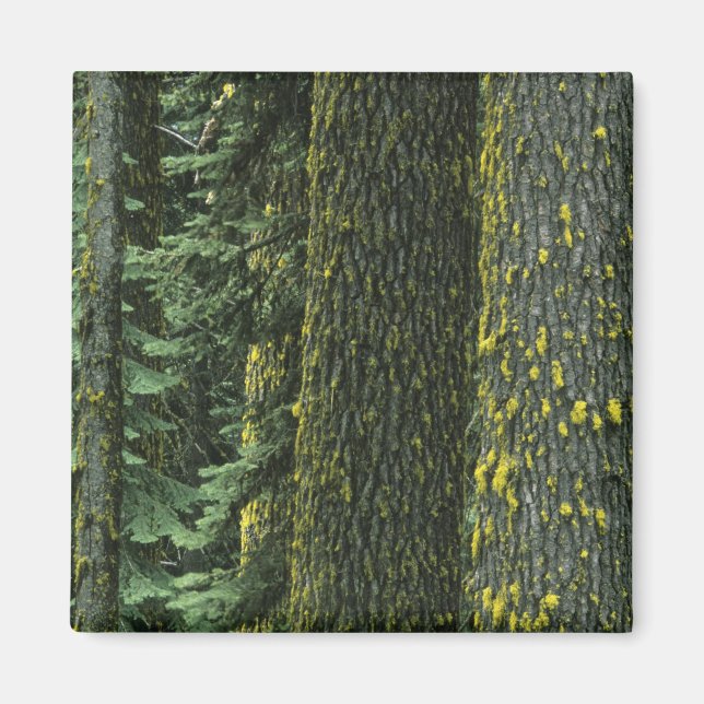 Imán Ashland, Bosque Nacional Rogue RIver, (Frente)