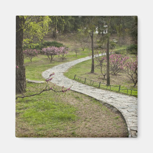 Imán Asia, China, Beijing. La primavera florece