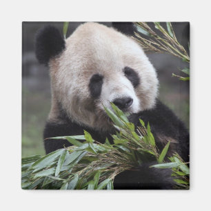 Imán Asia, China Chongqing. Panda gigante