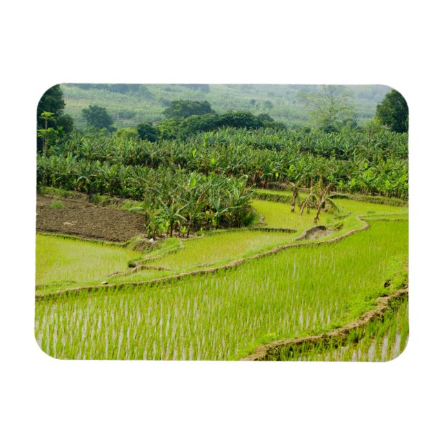 Imán Asia, China, provincia de Yunnan, Honghe. Banana (Horizontal)