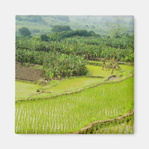 Imán Asia, China, provincia de Yunnan, Honghe. Plátano
