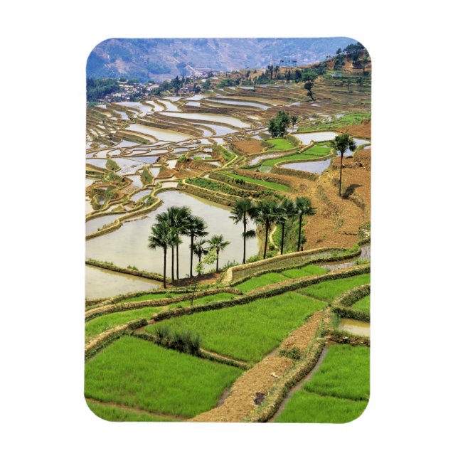 Imán Asia, China, Yunnan, Honduras. Terrazas de arroz c (Vertical)