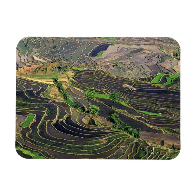 Imán Asia, China, Yunnan, Honduras. Terrazas de arroz c (Horizontal)