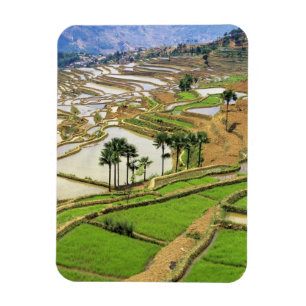 Imán Asia, China, Yunnan, Honghe. Terrazas de arroz cer