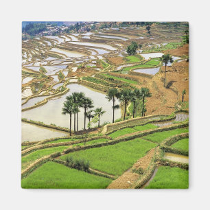 Imán Asia, China, Yunnan, Honghe. Terrazas de arroz cer