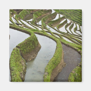 Imán Asia, China, Yunnan, Yuanyang. Arroz inundado