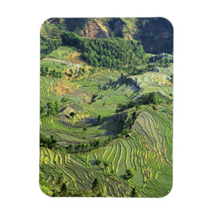 Imán Asia, China, Yunnan, Yuanyang. Patrón de verde